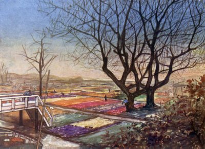 The Tulip-fields, Haarlem by Nico Jungman